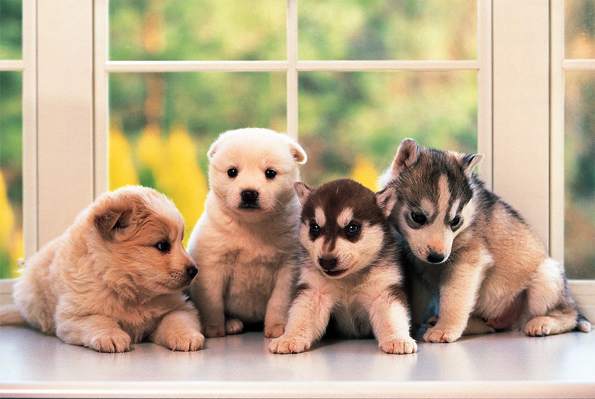 Tomax - 1000pc Little Doggies