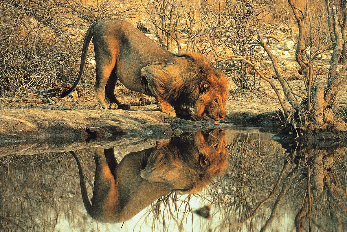 Tomax - 1000pc Male Lion