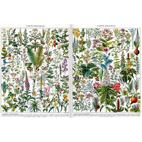 Michele Wilson Puzzles - MEDICINAL PLANTS - (500)