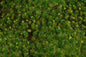 Bachmann - Tufted Grass Mat Medium Green