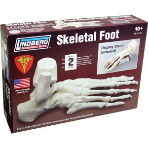 Lindberg - Skeletal Foot 1:1##