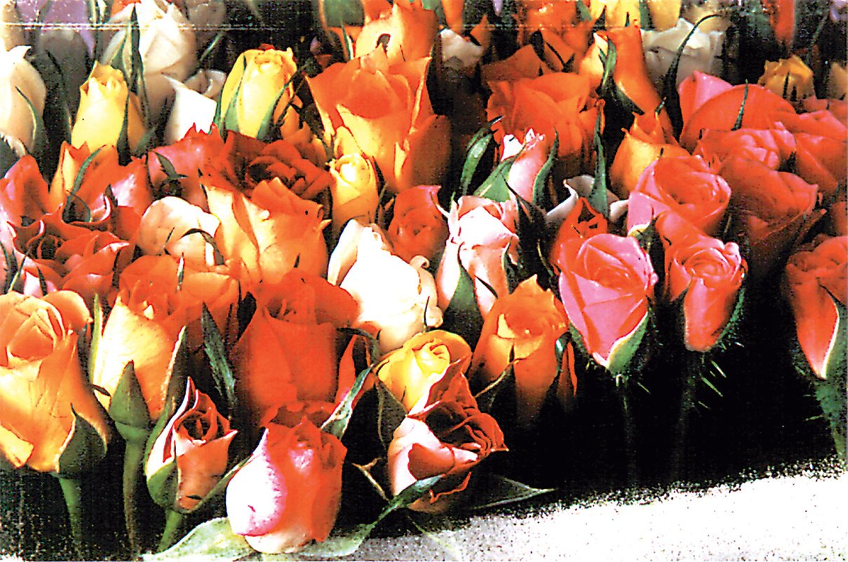Tomax - 1000pc Roses