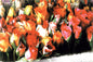 Tomax - 1000pc Roses