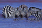 Tomax - 1000pc Zebras in The Water