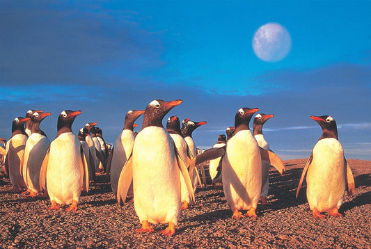 Tomax - 1000pc Penquin's World