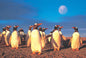 Tomax - 1000pc Penquin's World