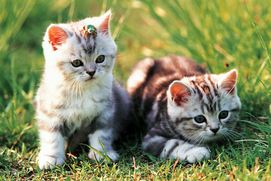 Tomax - 1000pc Loveable Kittens