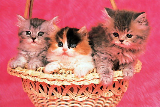 Tomax - 1000pc Kittens