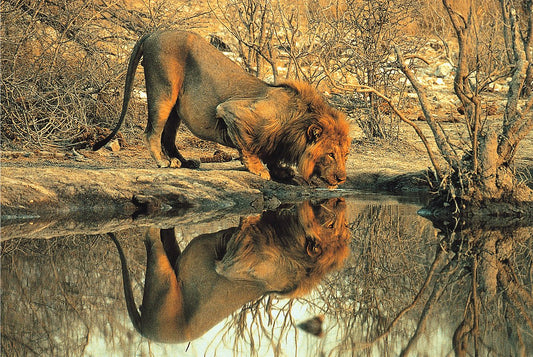 Tomax - 1000pc Male Lion