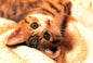 Tomax - 1000pc Kitten