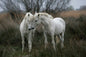 Tomax - 1000pc White Horses